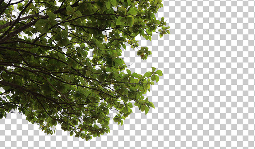 tree-foreground فایل لایه باز شاخه درخت