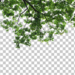 فایل لایه باز شبنم